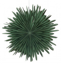 Adventtitähti \'Svedala\' 46cm - Vihreä
