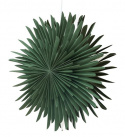 Adventtitähti \'Svedala\' 46cm - Vihreä
