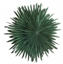 Adventtitähti \'Svedala\' 46cm - Vihreä
