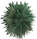Adventtitähti \'Svedala\' 80cm - Vihreä