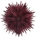 Adventtitähti \'Svedala\' 80cm - Punainen