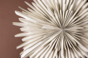 Adventtitähti \'Svedala\' 100cm - Beige