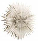 Adventtitähti \'Svedala\' 100cm - Beige