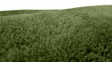 Pyöreä matto \'Aranga Super Soft\' 120cm - Oliivi