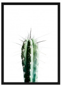 Juliste - \'Kaktus\'