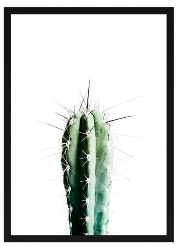 Juliste - \'Kaktus\' ryhmässä Sisustus / Koristeet / Taulut & julisteet @ Reforma (Poster_Kaktus)