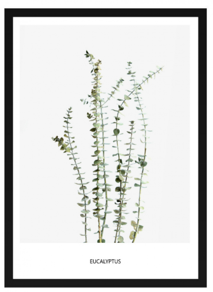  ryhmässä Sisustus / Koristeet / Taulut & julisteet @ Reforma (Poster_eucalytus)
